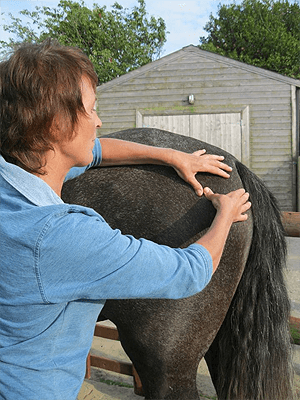 inahorses